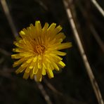 Ein Dünenblümchen... unbearbeitet