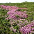 Ein Dünental auf Sylt