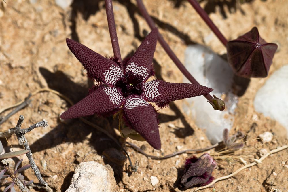 Ein dunkelroter Stern (Tromotriche longipes) im Richtersveld