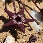 Ein dunkelroter Stern (Tromotriche longipes) im Richtersveld