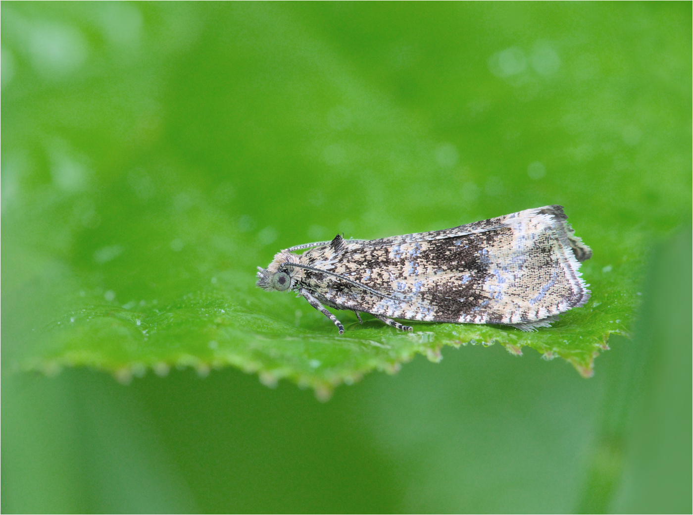 Ein "Dunkler Brennnessel-Wickler" (Celypha lacunana) 