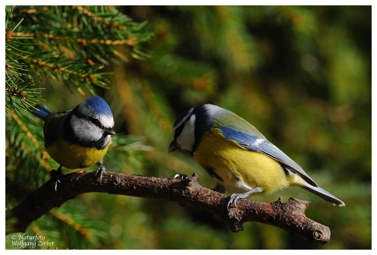 " Ein Duo- Blaumeisen "