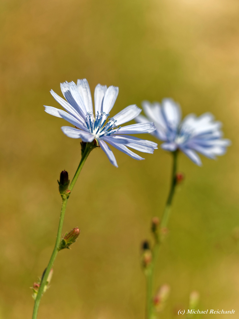 Ein Duo der gewöhnlichen Wegwarte