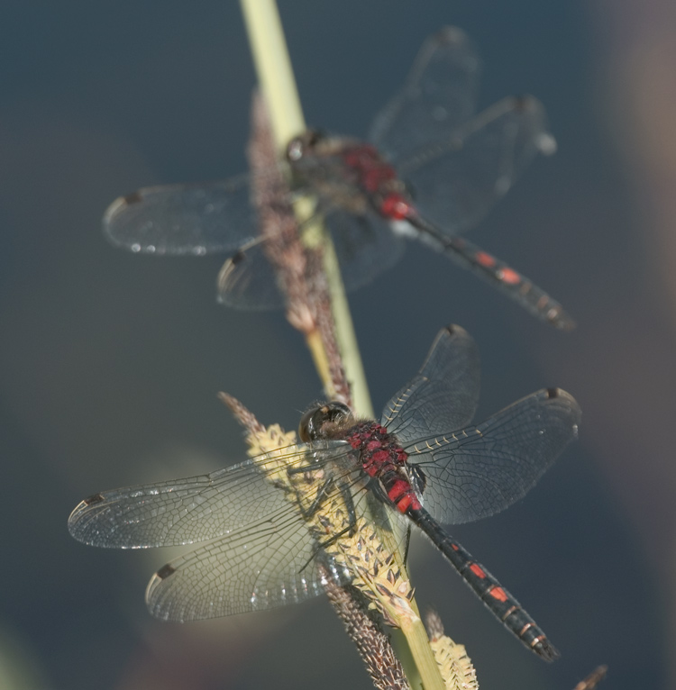 Ein Duo der Kleinen Moosjungfer (Leucorrhinia dubia)...