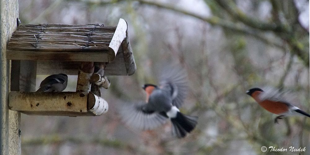  Ein Duo im Anflug