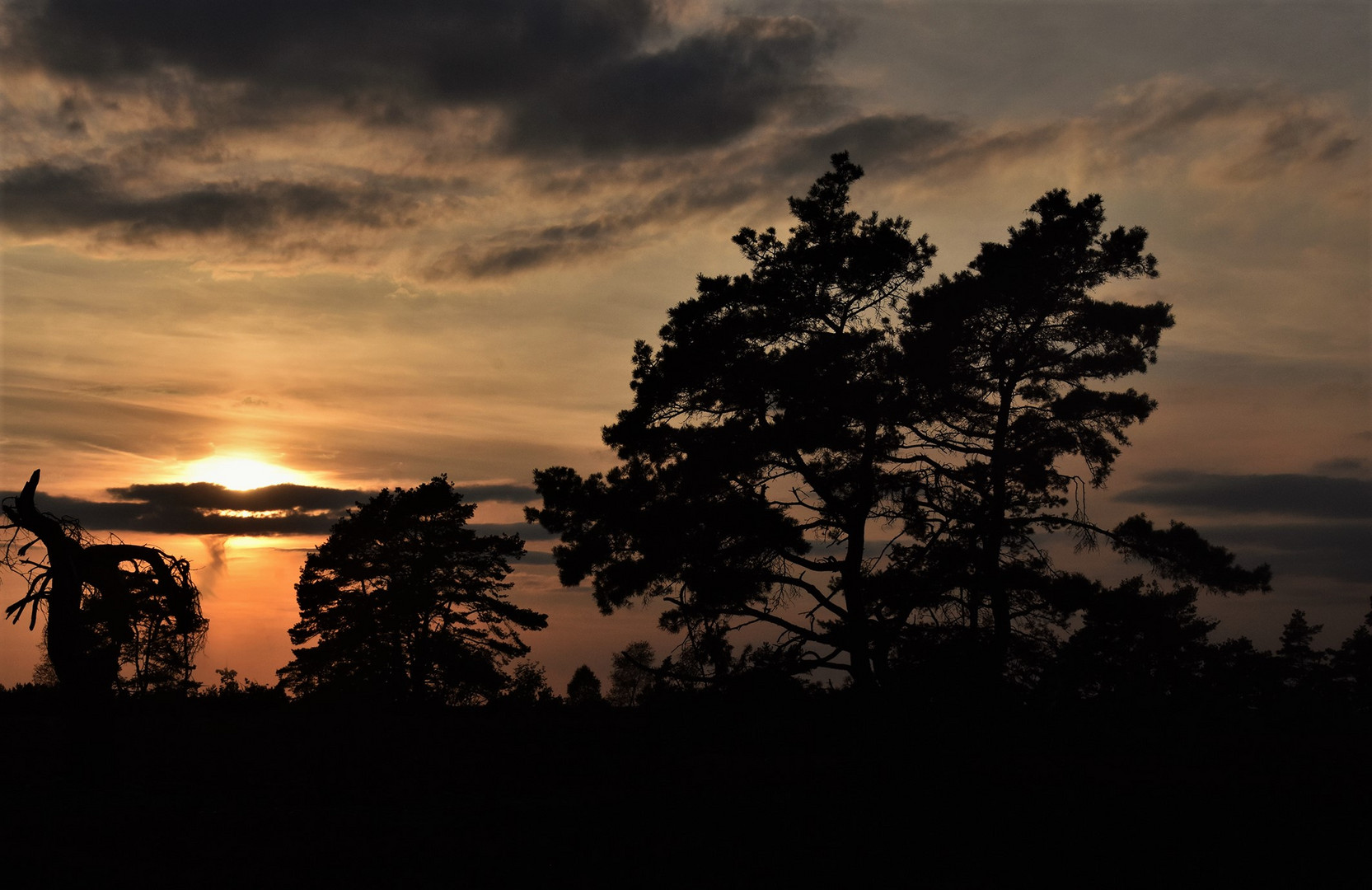 Ein Durchblick in der Lüneburger Heide....