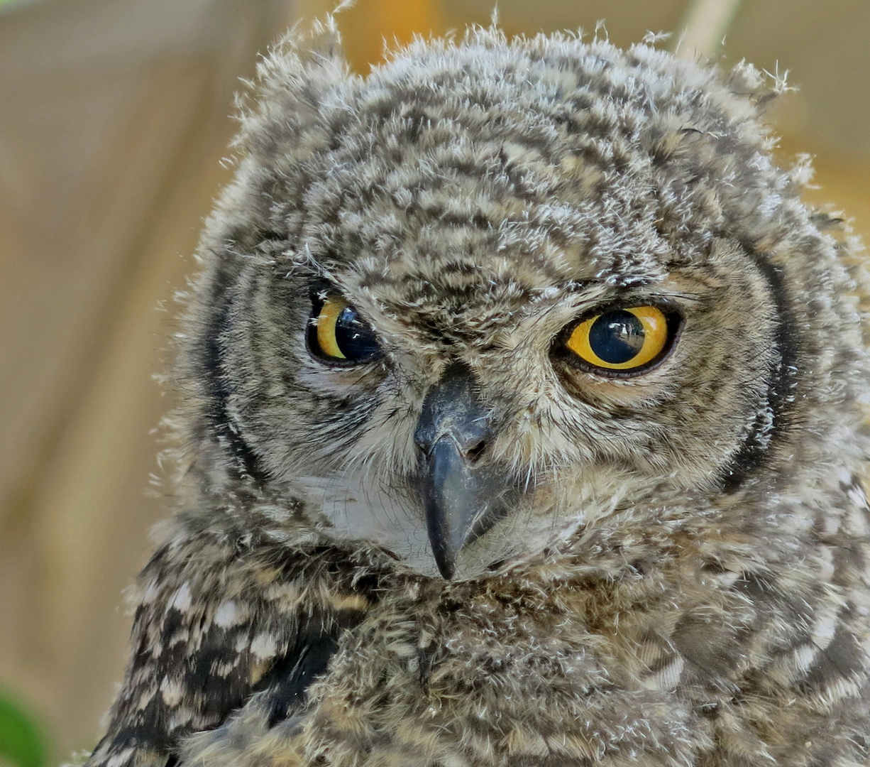 Ein durchdringender Blick