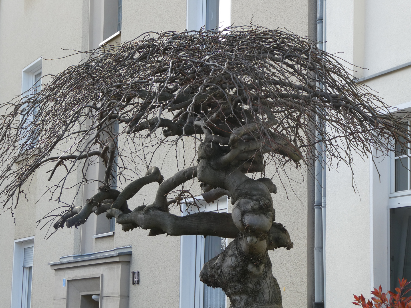 Ein durchgeknallter Baum