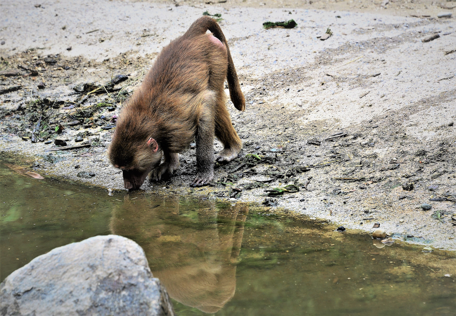 Ein durstiger Affe mit Spiegelung