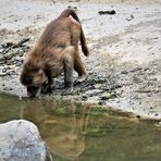 Ein durstiger Affe mit Spiegelung