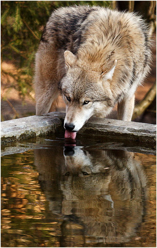 ein durstiger Wolf