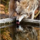 ein durstiger Wolf