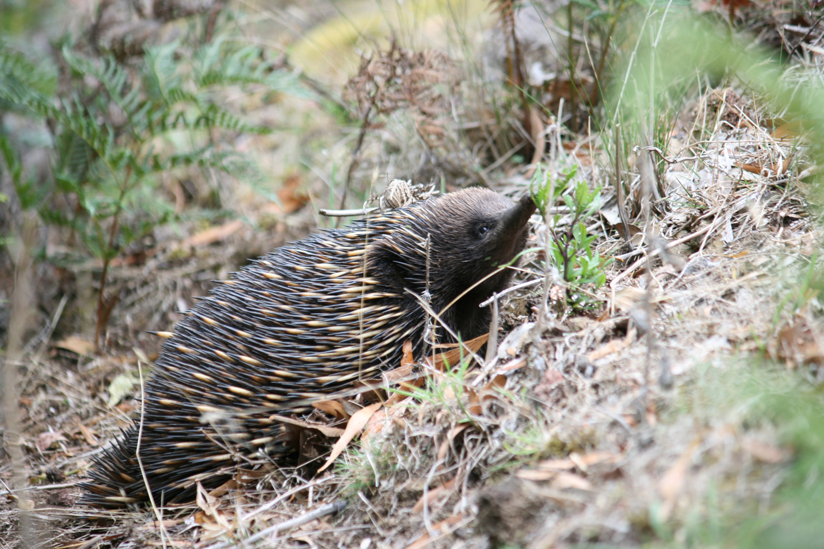 Ein Echidna in Freier Natur