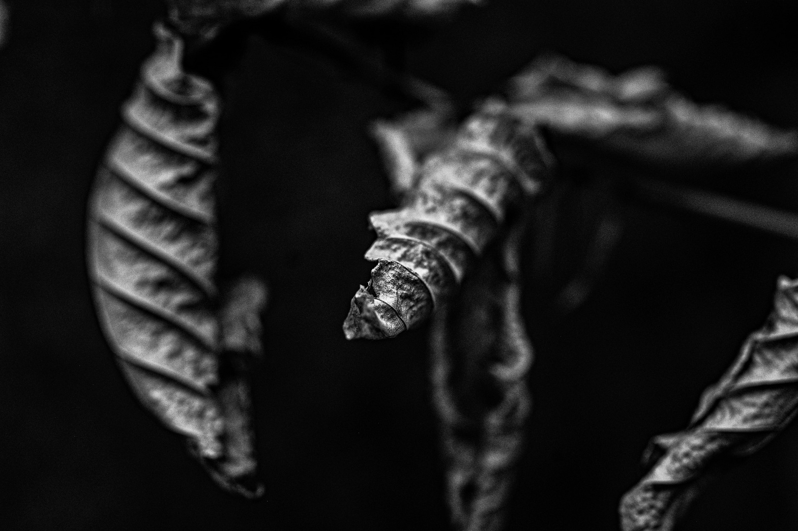 Ein Echo der Zeit, gefroren in monochromer Perfektion.