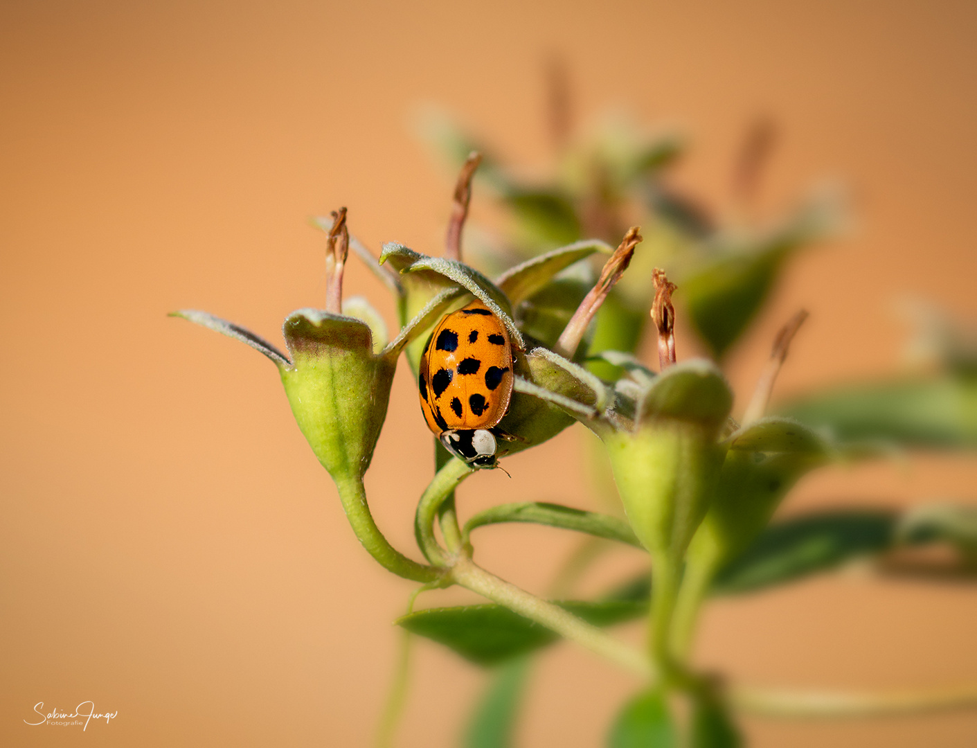 Ein echter Asiate am falschen Jasmin