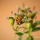 Ein echter Asiate am falschen Jasmin