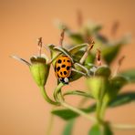 Ein echter Asiate am falschen Jasmin