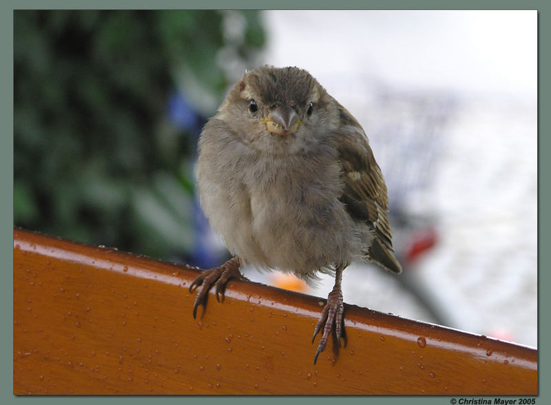 Ein echter Bodensee-Spatz