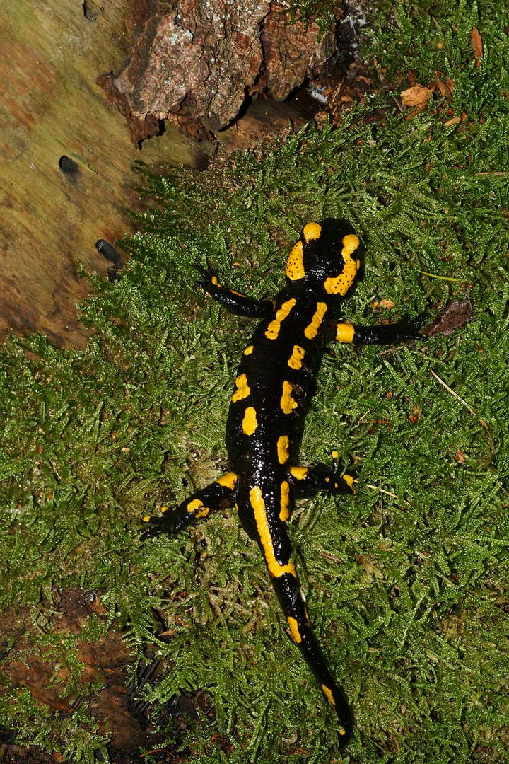 Ein echter Brocken, dieser große Feuersalamander