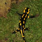 Ein echter Brocken, dieser große Feuersalamander