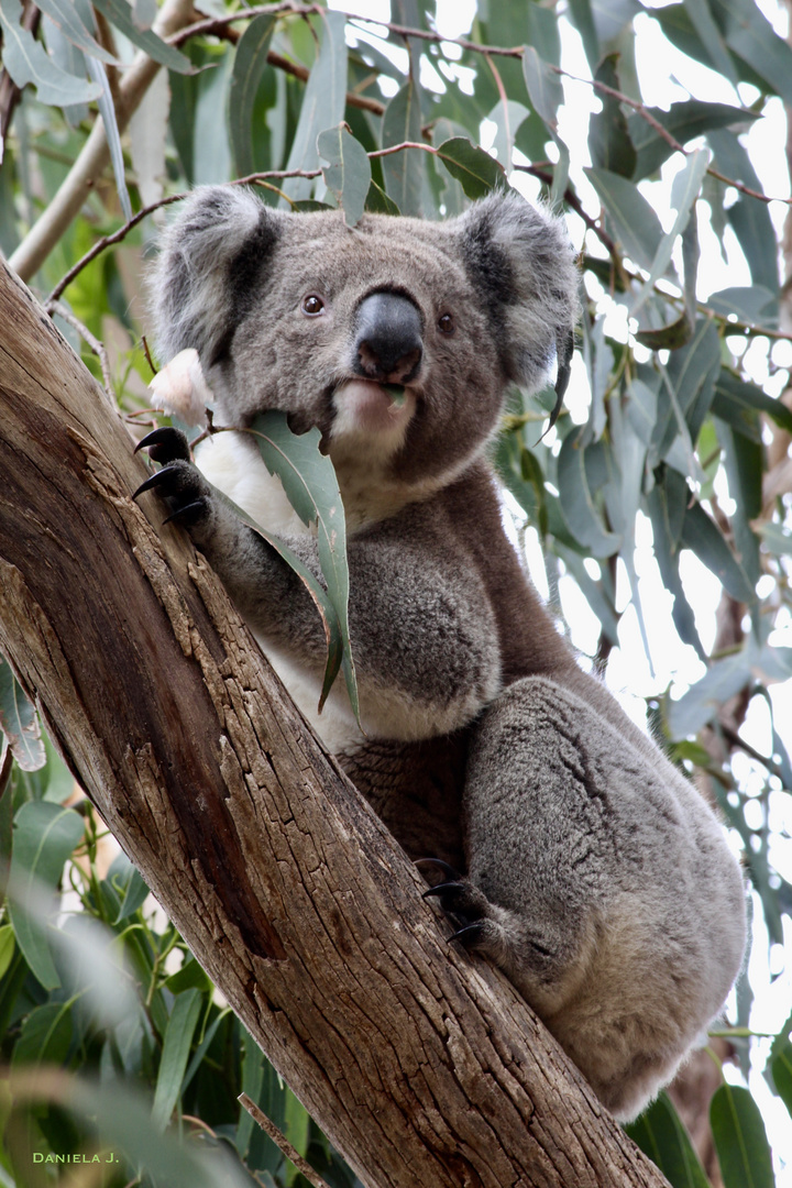 Ein echter, frei lebender Koala, Kangaroos Island, Australien