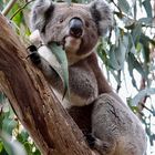 Ein echter, frei lebender Koala, Kangaroos Island, Australien