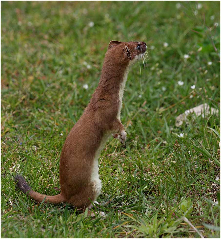 ein echter Hingucker.......