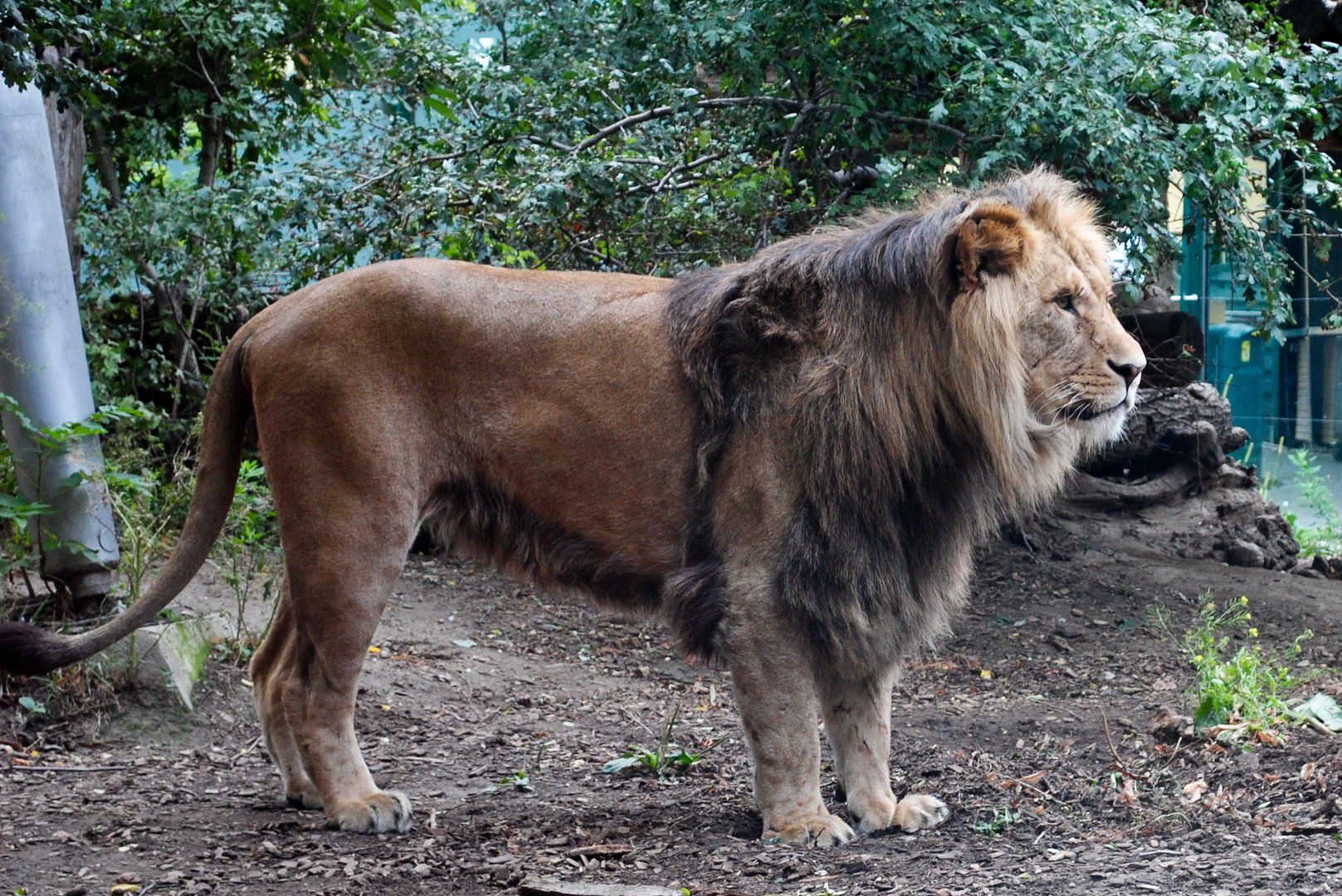 Ein echter König