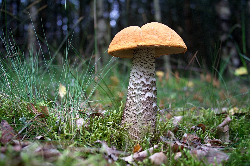 Ein echter Mecklenburger