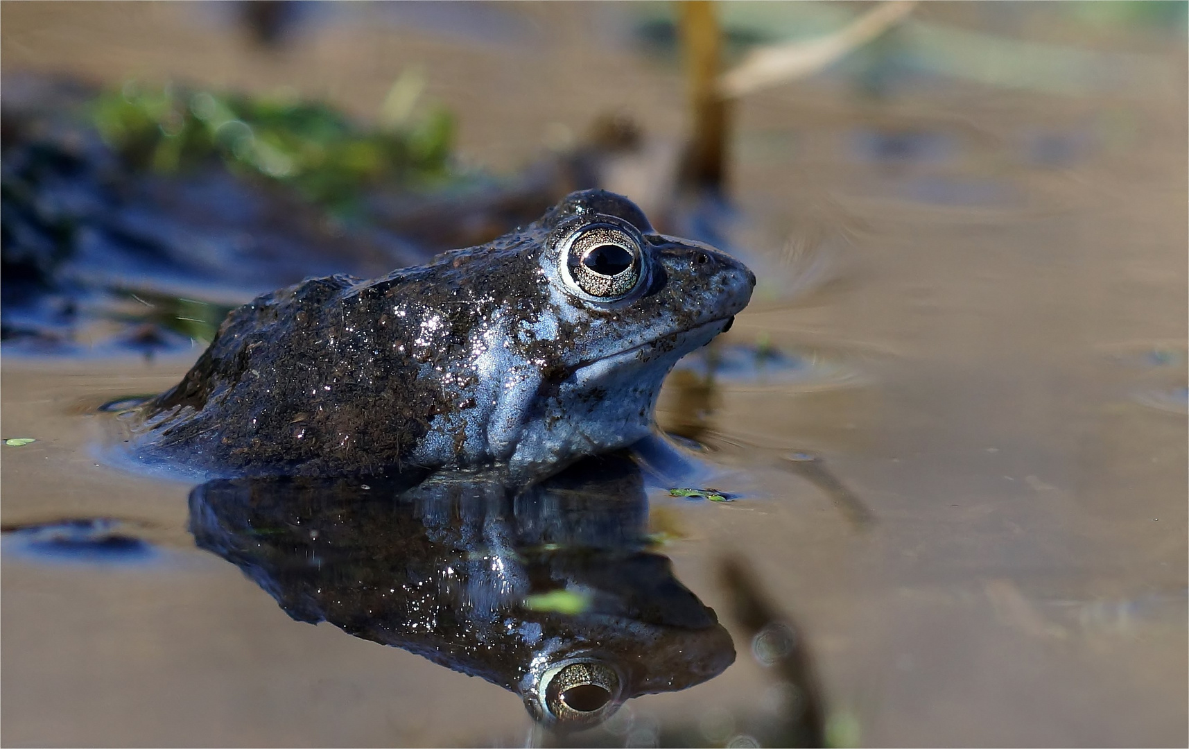 Ein echter Moorfrosch trägt " Moor" .... (Rana arvalis)