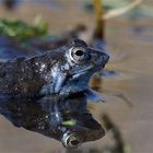 Ein echter Moorfrosch trägt " Moor" .... (Rana arvalis)