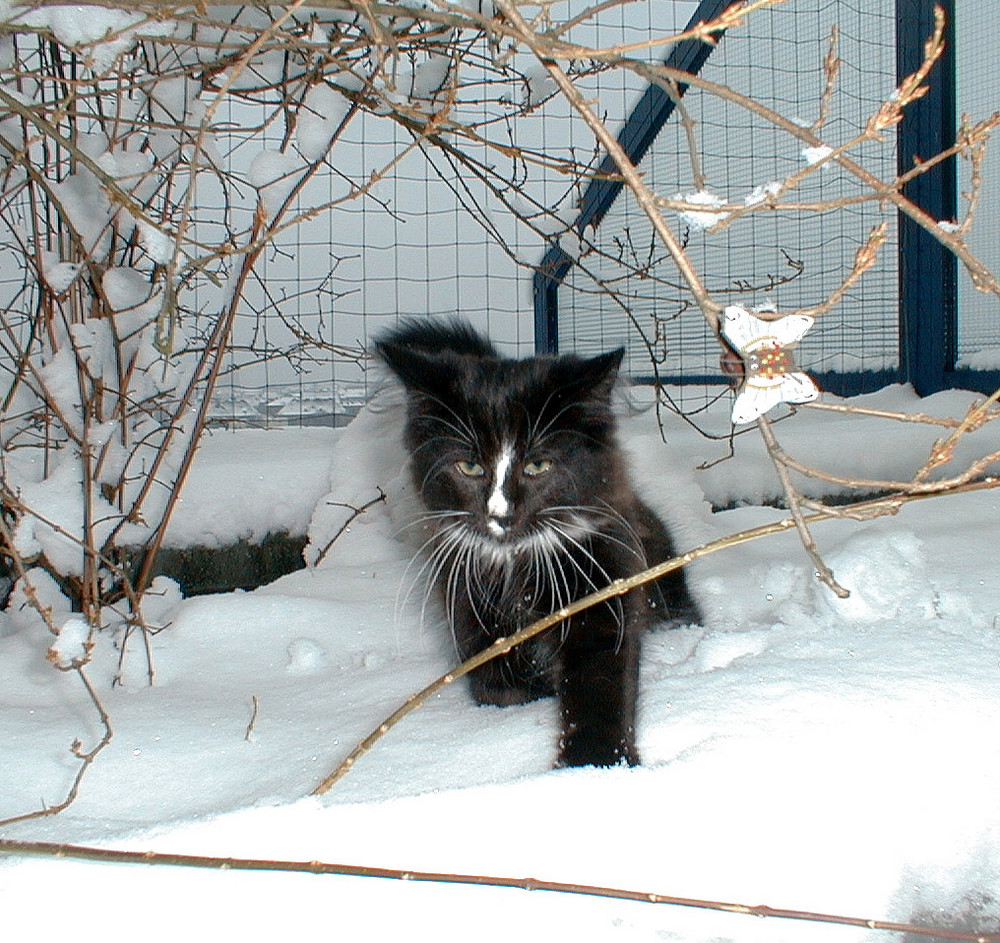 Ein echter Norweger im Schnee