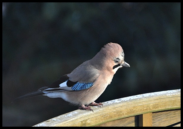 Ein echter PUNK !!!!