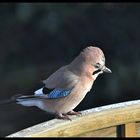 Ein echter PUNK !!!!