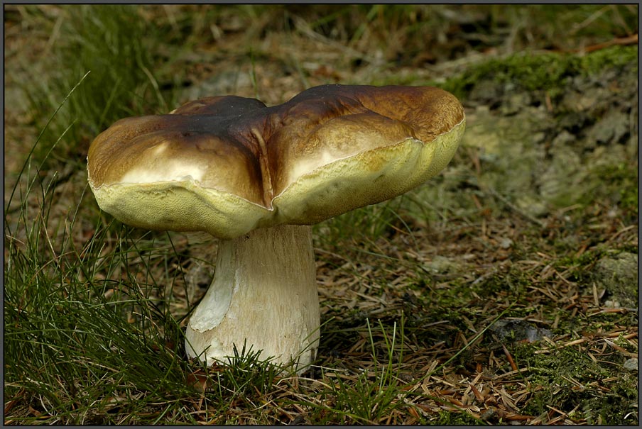 Ein echter Recke.....Steinpilz