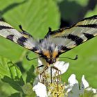 Ein echter Ritter, der Segelfalter (Iphiclides podalirius)! - Le Flambé ou Voilier.