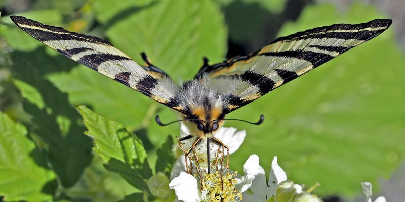 Ein echter Ritter, der Segelfalter (Iphiclides podalirius)! - Le Flambé ou Voilier.