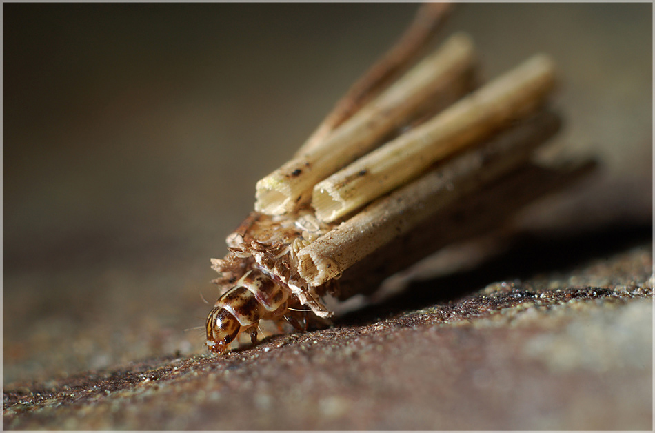 ein echter sackträger ... (psychidae)