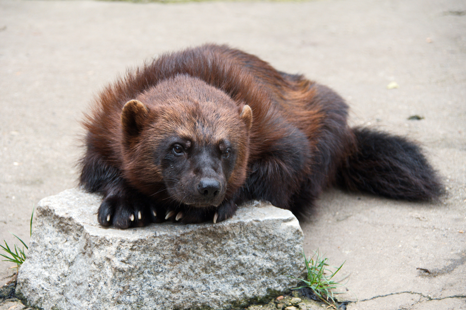 Ein echter Schlawiner.... Foto & Bild natur, zoo, tiere Bilder auf
