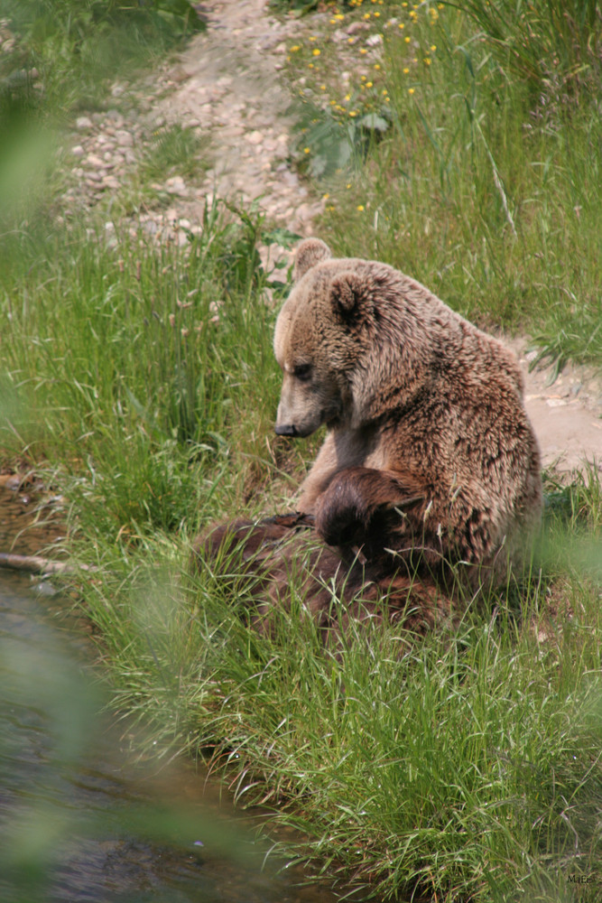 Ein echter Teddy-Bär