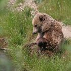 Ein echter Teddy-Bär