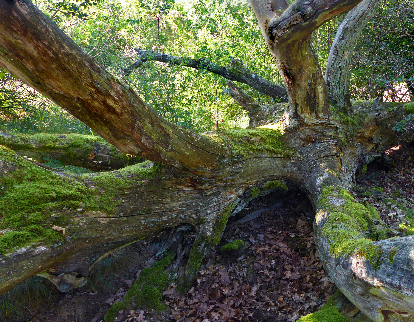 Ein "echter" Wald