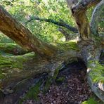 Ein "echter" Wald