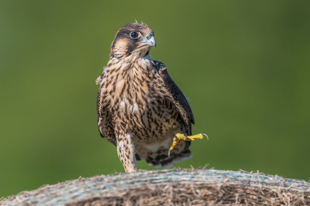 ,, ein echter Wanderfalke "