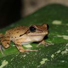 „ Ein echter Wetterfrosch- es regnet“