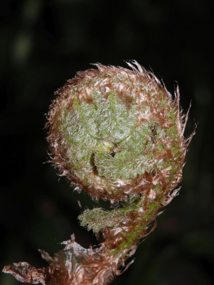 Ein Echter Wurmfarn (Dryopteris filix-mas) entrollt sich