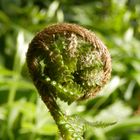 Ein Echter Wurmfarn (Dryopteris filix-mas) entrollt sich