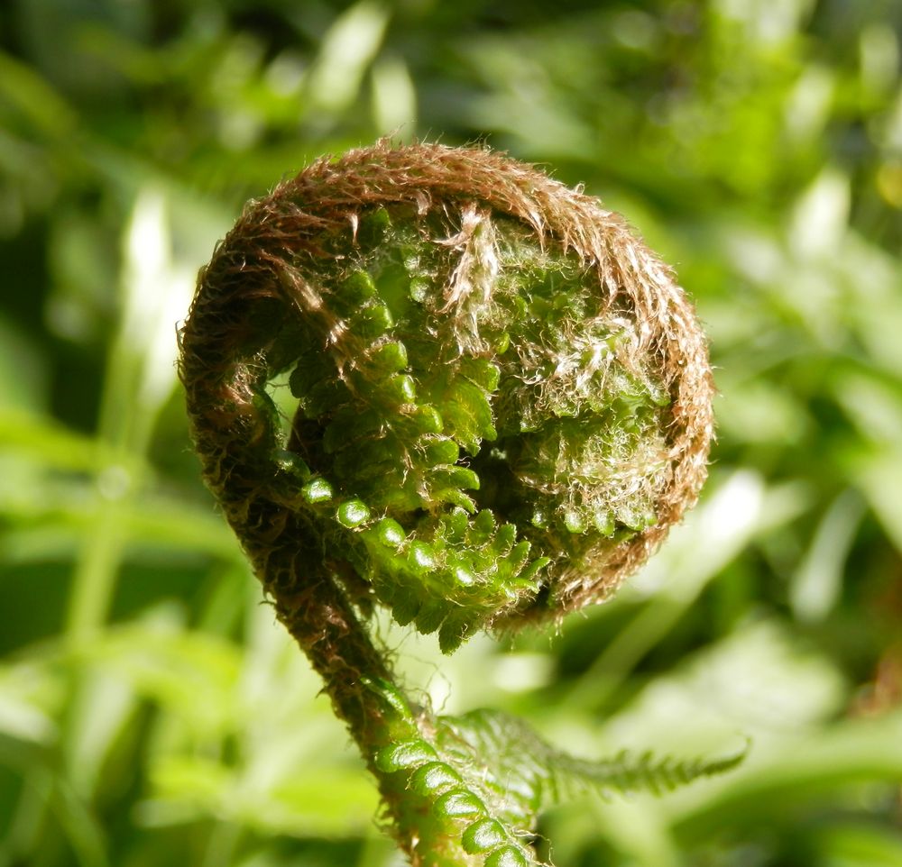 Ein Echter Wurmfarn (Dryopteris filix-mas) entrollt sich