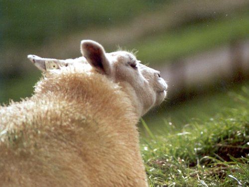 Ein echtes Butjadinger Schaf