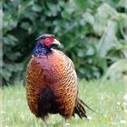 Ein echtes Dickerchen in meinem Garten